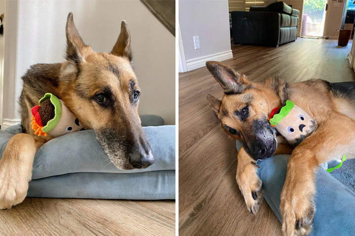 Kodi (Age 12) Has Never Liked A Single Doggie Toy. This Was A Christmas Miracle