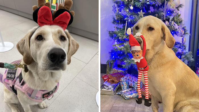 A Very Merry Christmas From Pickle!