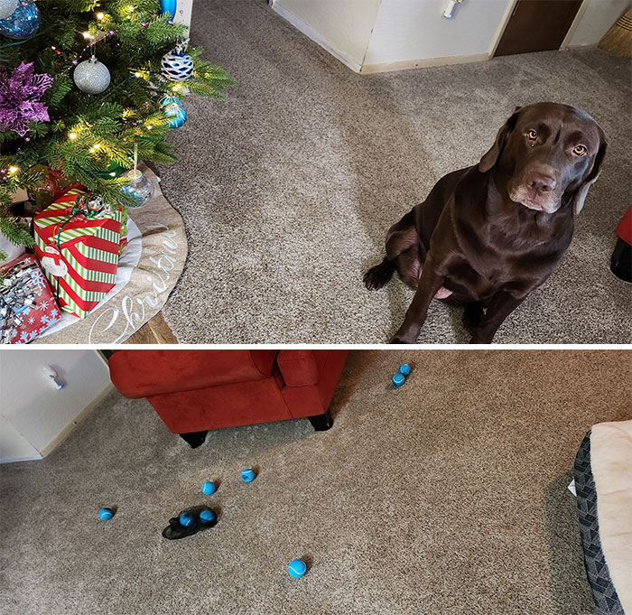 She Found And Opened Her Own Present While We Were Gone Without Disturbing Any Other Presents. I Don't Know If That Makes Her Naughty Or Nice?