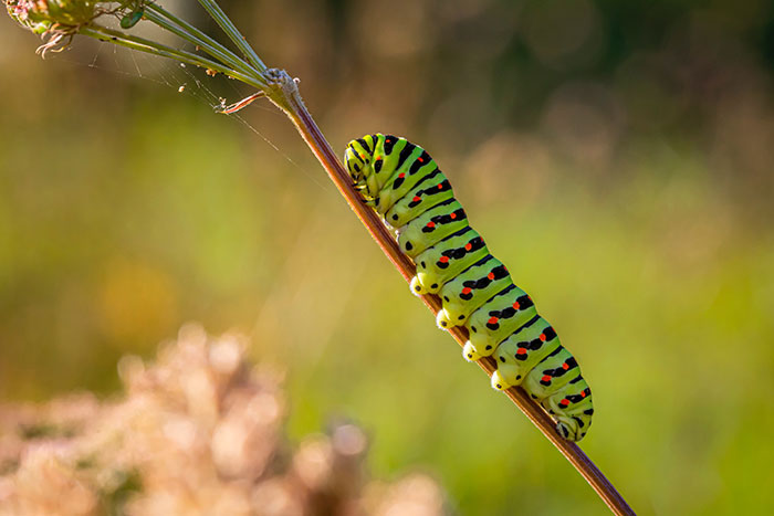 Caterpillar walking on the flower