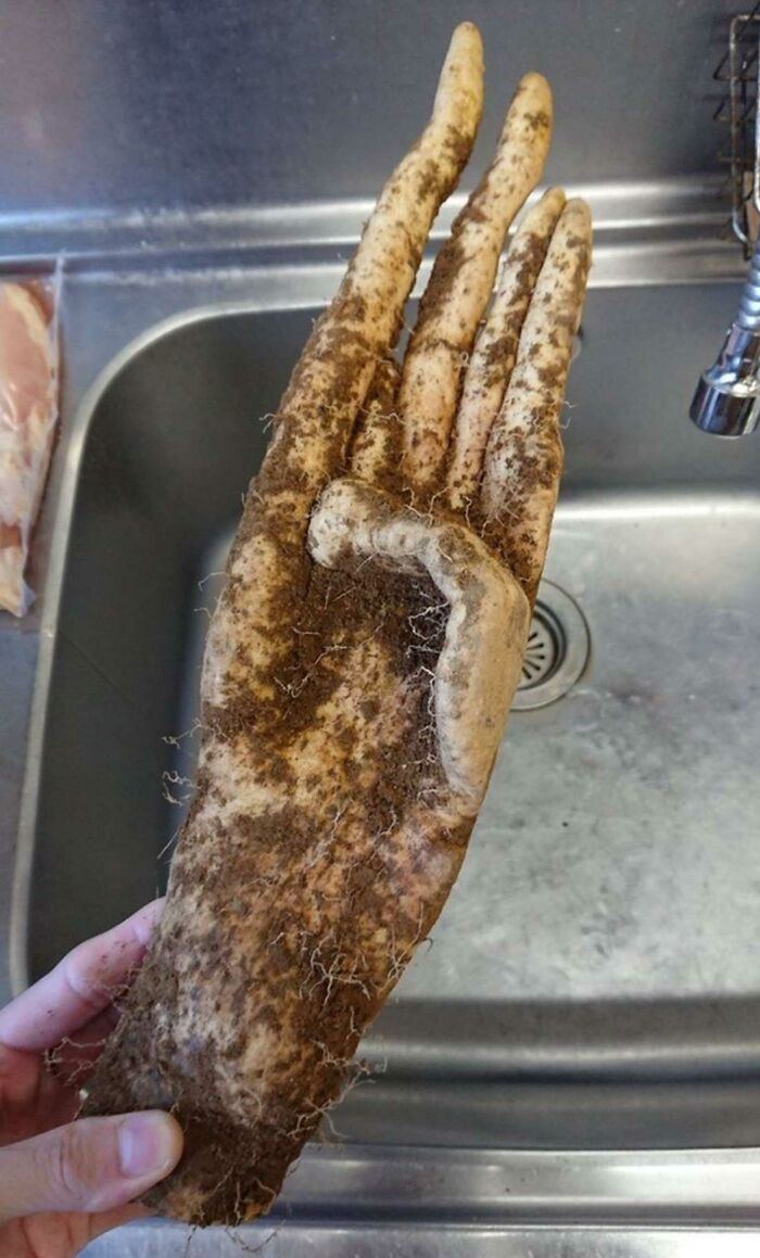 A Sweet Potato Dug Up From A Garden