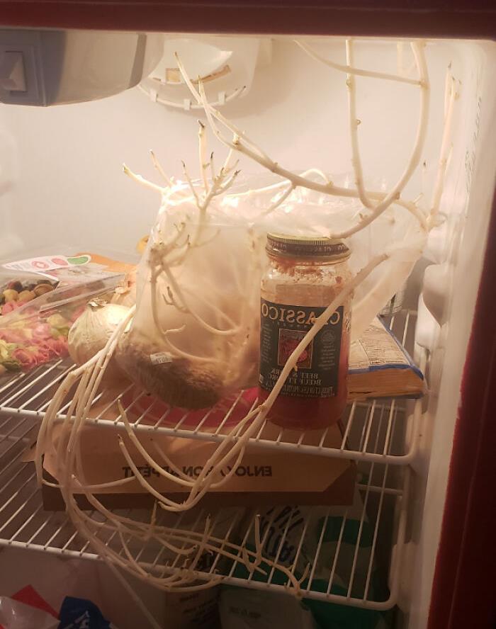 So This Friend Of Mine Opened His Fridge And I Saw This F**king Monster