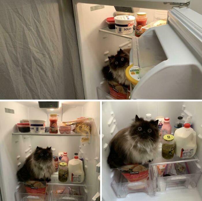 Noodle Is #1 Fridge Detective
