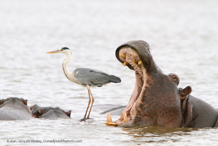Hippo yawning wide near standing heron in water, featured in the Comedy Wildlife Photography Contest 2022 winners.