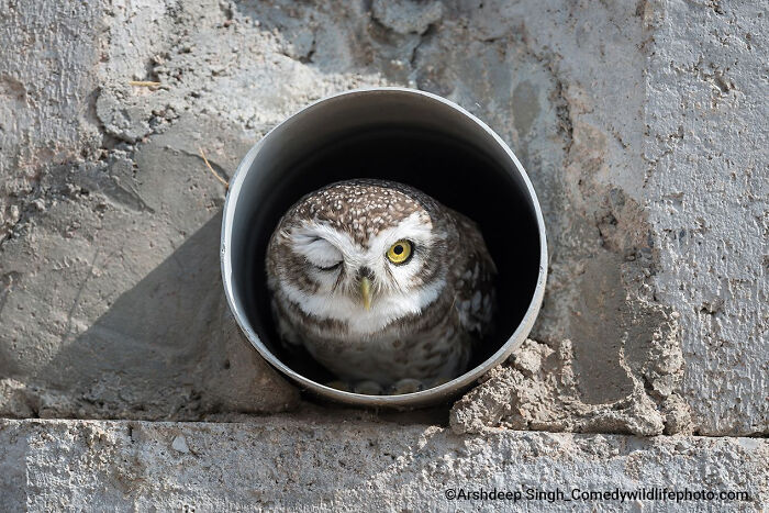 Owl winking inside a pipe captured in the Comedy Wildlife Photography Contest 2022 highlighting humorous wildlife moments.