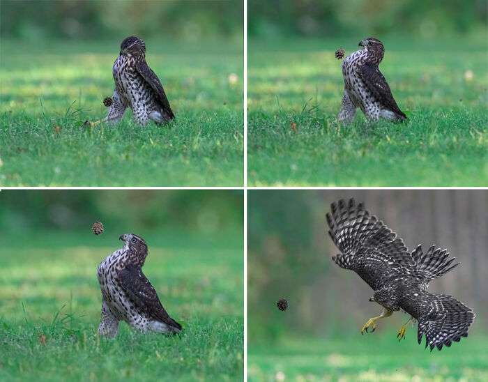 Hawk interacting with a pinecone in a grassy field captured in a humorous moment from the comedy wildlife photography contest.