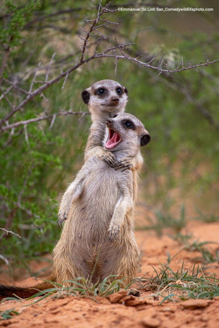 Two meerkats interacting humorously in a natural habitat, featured in the Comedy Wildlife Photography Contest 2022.