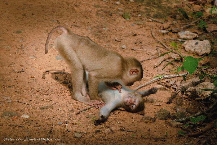 Two playful monkeys on dirt ground captured in the Comedy Wildlife Photography Contest 2022 winning photo.