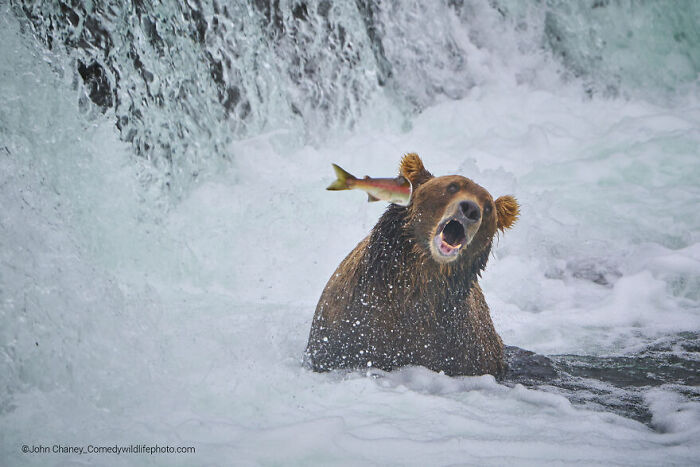 Bear catching a fish in water, captured in a humorous moment for the comedy wildlife photography contest 2022.