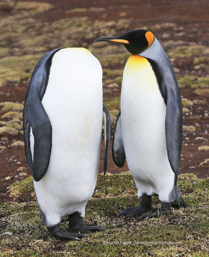 Two king penguins, one with its head missing, humorously captured for the Comedy Wildlife Photography Contest 2022 winners.