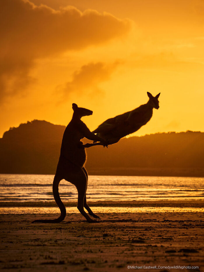 Two kangaroos playfully boxing on a beach at sunset in the Comedy Wildlife Photography Contest 2022.