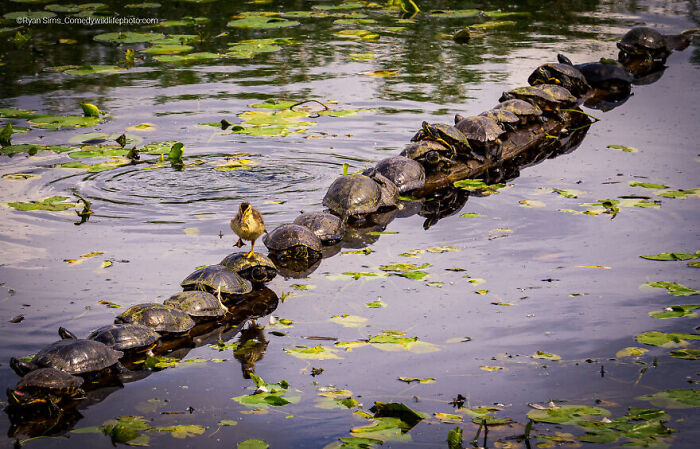 A line of turtles sunbathing on a log in water, with a small bird standing among them in comedy wildlife photography contest.