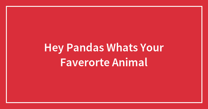 Hey Pandas Whats Your Faverorte Animal
