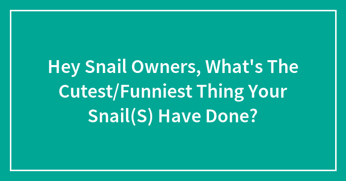 Hey Snail Owners, What’s The Cutest/Funniest Thing Your Snail(S) Have Done? (Closed)