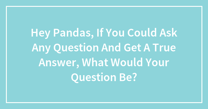 Hey Pandas, If You Could Ask Any Question And Get A True Answer, What Would Your Question Be? (Closed)