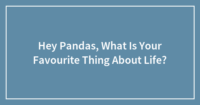 Hey Pandas, What Is Your Favourite Thing About Life?