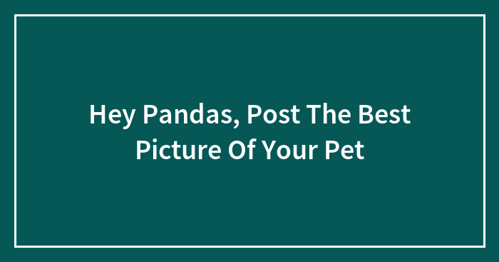 Hey Pandas, Post The Best Picture Of Your Pet
