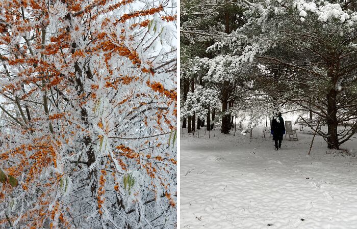 Hey Pandas, Show Us The First Snow In Your Country (Closed)