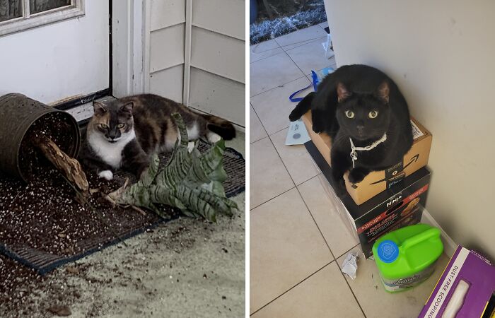 Hey Pandas, Post A Picture Of Your Pet Looking Proud Of Something They Ruined (Closed)