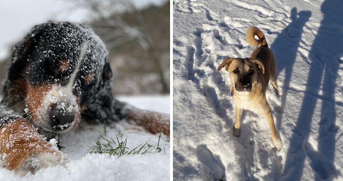 Hey Pandas, Share Your Pets Enjoying The Snow! (Closed)