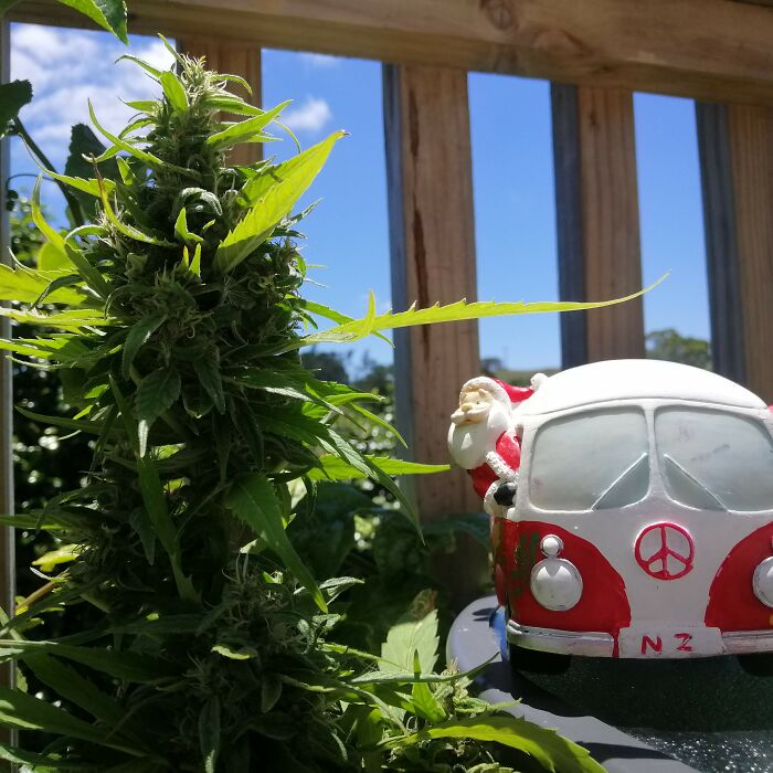 Hey Pandas, Show Us Your Dope Santa (Closed)