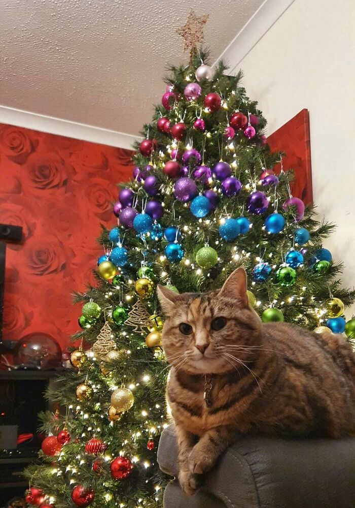 My Rainbow Christmas Tree With Bonus Cat Friend