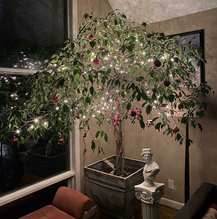 In May This Year, My Dad Passed Away And Left Me His 40-Year-Old Weeping Fig Tree, Now I'm Continuing The Tradition Of Making It Our Christmas Tree