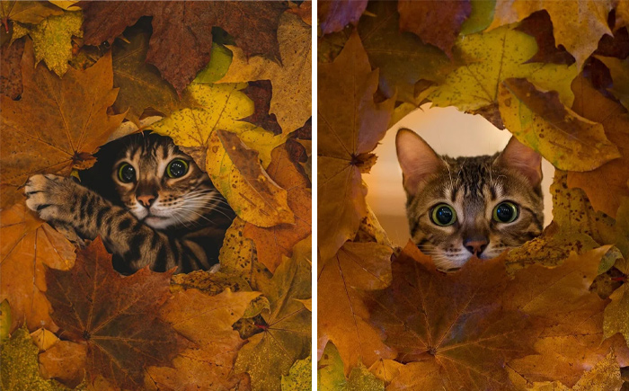Bengal Girl In The Autumn Of Norway