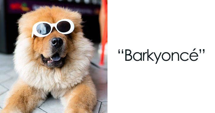 168 Creative Dog Pun Names For The Goodest Bois And Gals