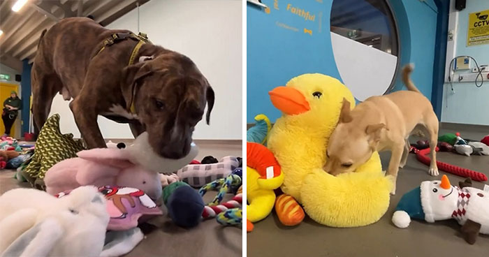 23 Dogs Were Allowed To Pick Their Own Christmas Gifts At Animal Shelter, And Here’s What Happened