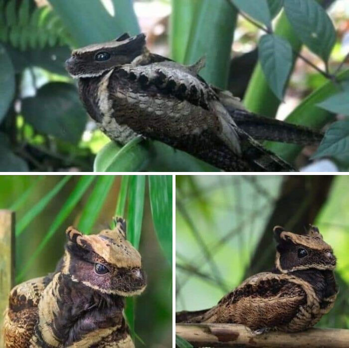 The Great Eared Nightjar Is Pretty Much A Dragon Bird