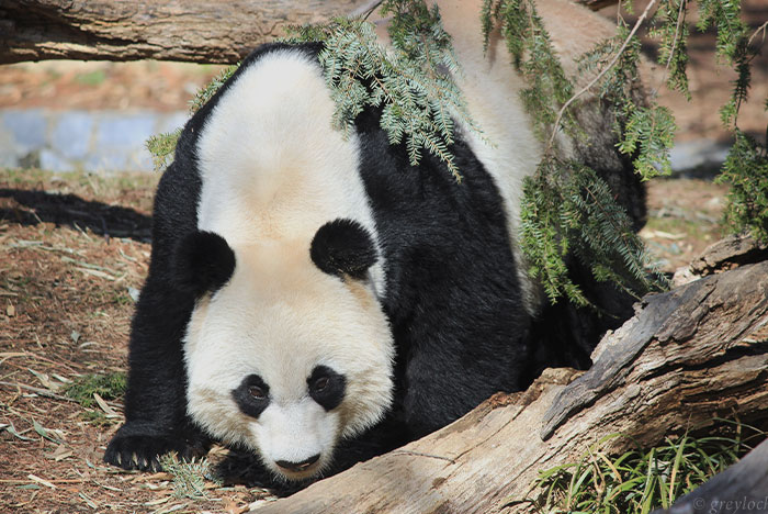 Panda sniffing a tree on the ground