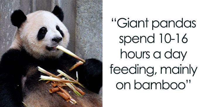 31 Facts About Pandas To Confirm Their Cuteness