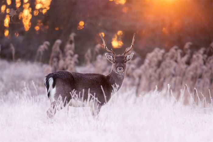 Rudolph The Red Sky Fallow Deer
