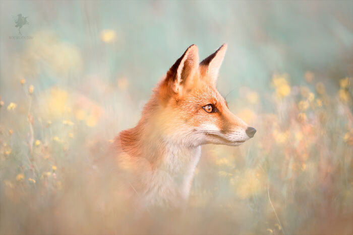 Flower Fox
