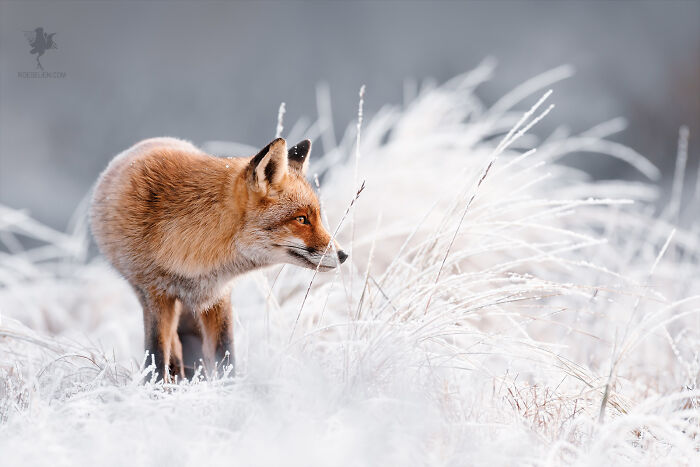 Frozen Fox