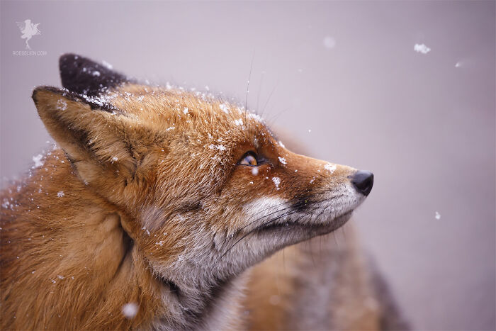 The Fox And The Snowflake