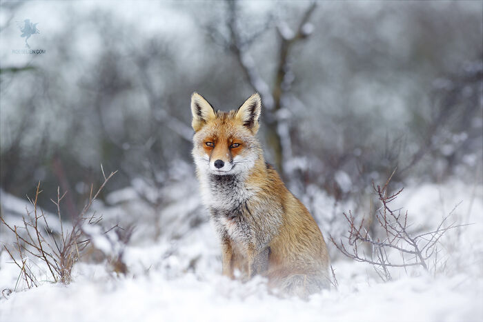 Winter Fox