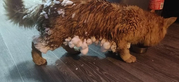 Snowballs Forming On My Cat's Fur