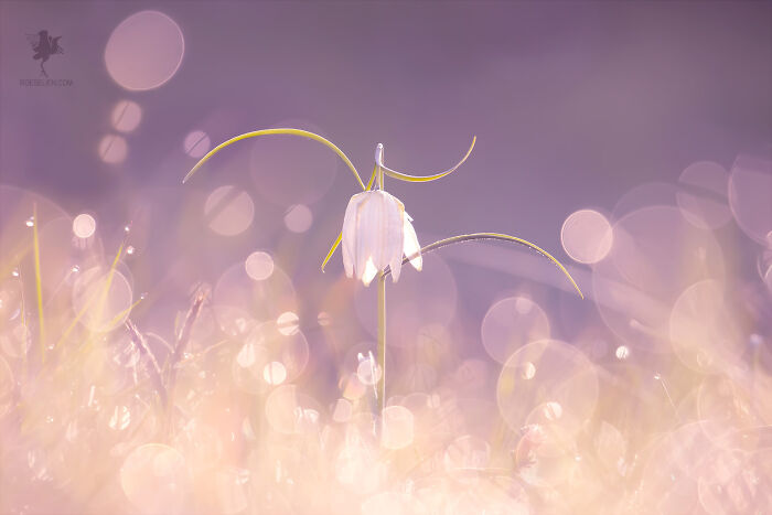 Fritillary Fairy Dance