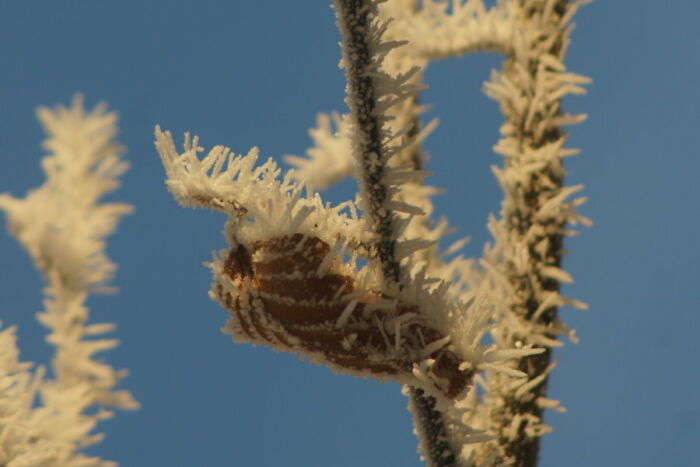 It's Been Incredibly Cold The Last Few Days, So This Is What The Twigs Of The Beech Tree In My Garden Look Like!