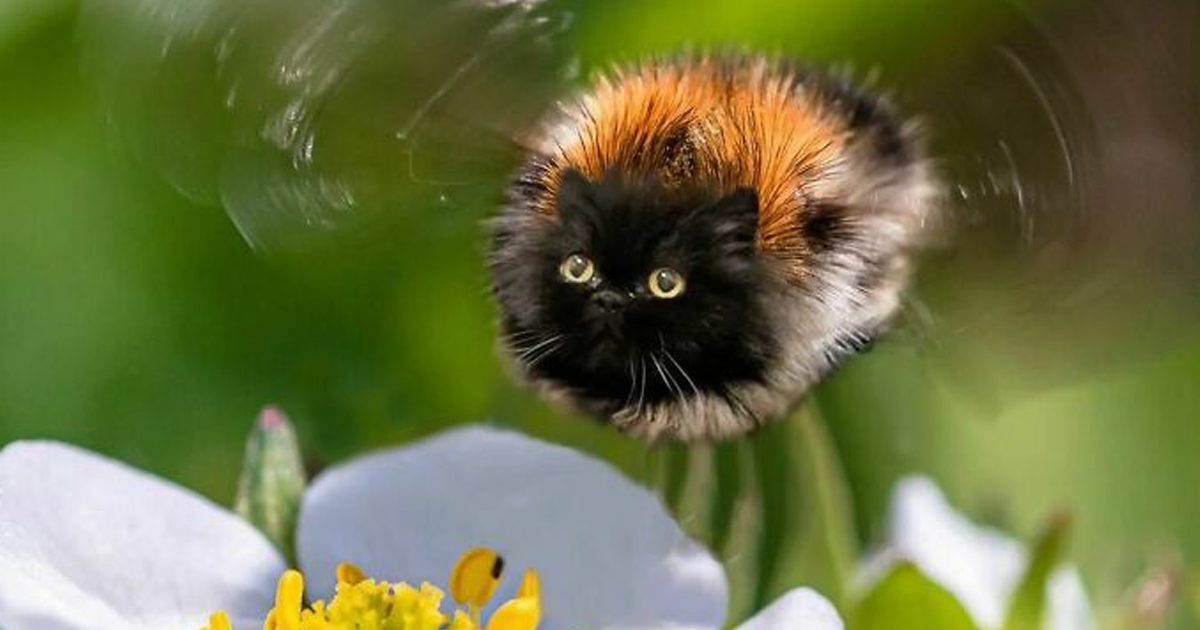 Alguien Se Imagina Cómo Se Vería Todo Si Tuviera Cara De Gato Y El Resultado Es Tan Divertido Como Perturbador