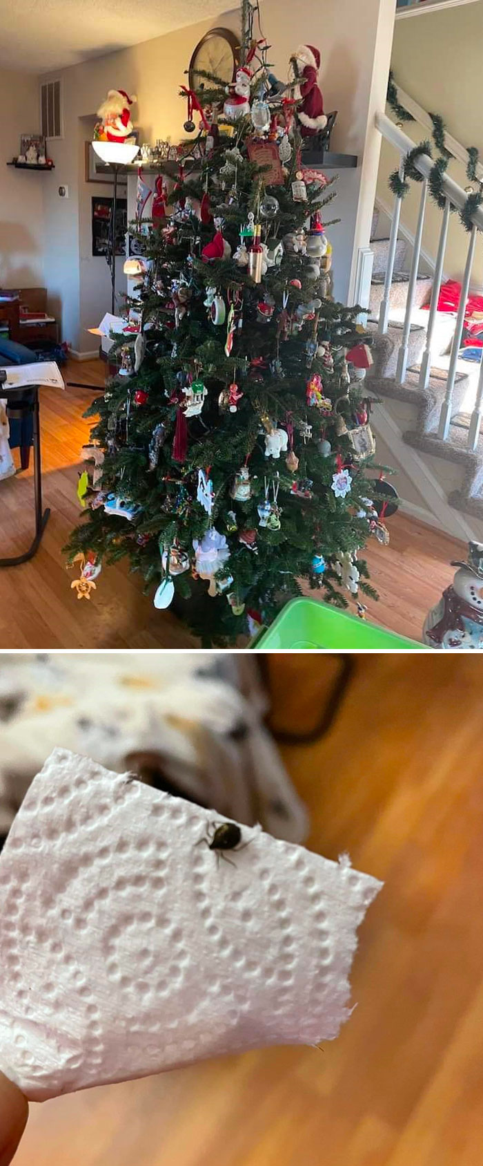 My Friend's Tree Was Infested With Ticks And They Had To Throw It Out Just Before Christmas