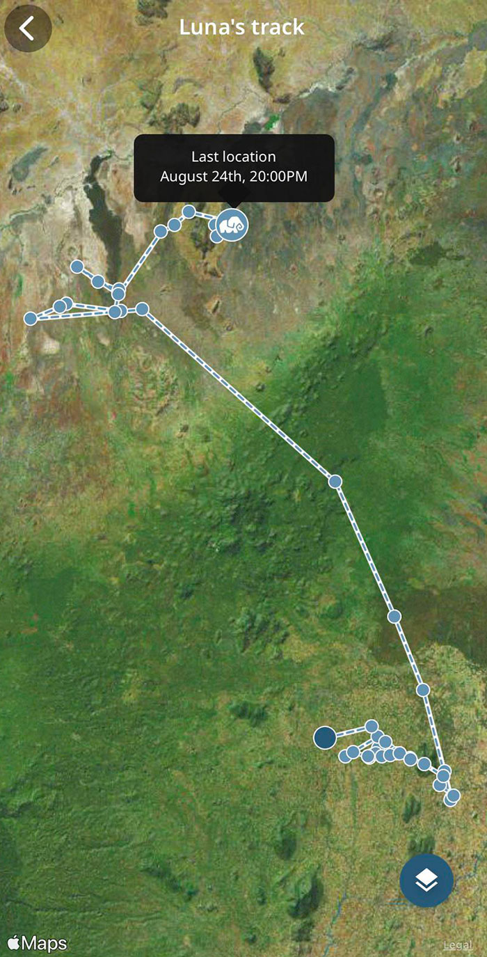 My Aunt “Adopted” An Elephant For Me As A Christmas Present And Her Last Known Location Was Recorded In August. I Can Only Imagine What Happened