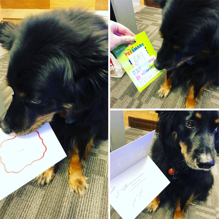 My Dog Goes To Work With Me Every Day And My Bosses Gave Him A Christmas Bonus