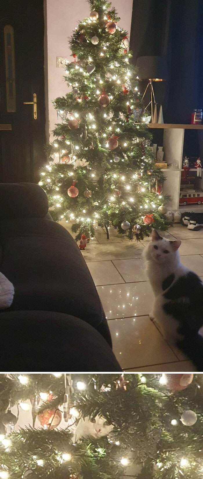 There Are 2 Cats In This Picture