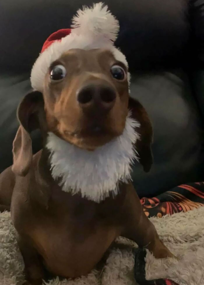 And All Through The House, Not A Creature Was Stirring, Except For The Sausage Dog Doing Zoomies And Trying To Fight Me