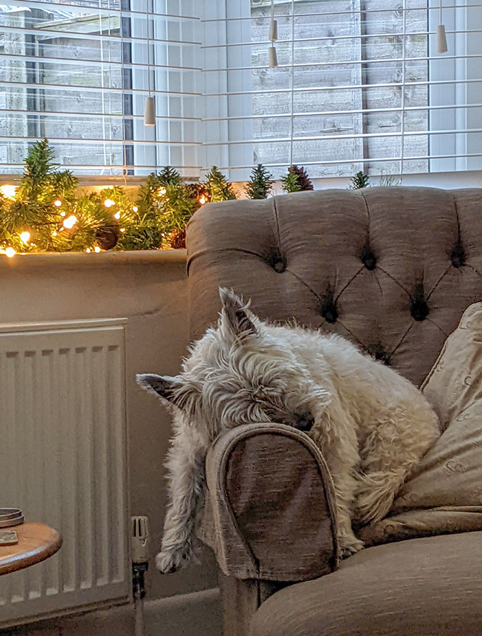 When The Excitement Of Christmas Day Became Too Much