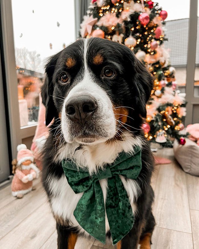 One Week Closer To My Favorite Time Of The Year 