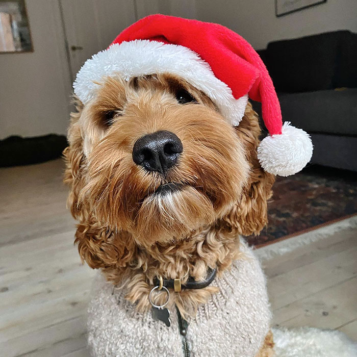 Happy Advent From Topper